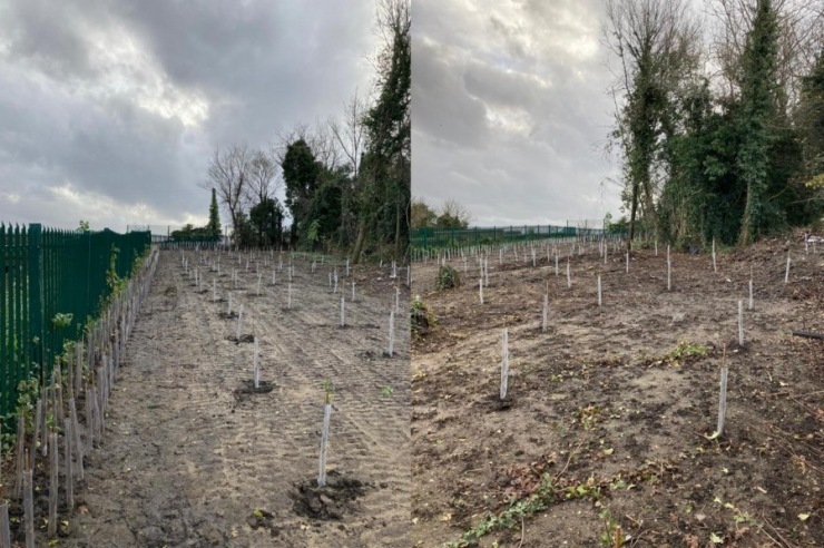 Tree Planting in Anglia